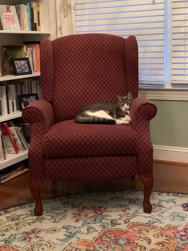 cat in a wingback chair